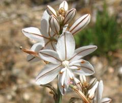 سوسن برگ پیازی